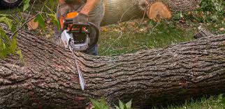 Best Tree Disease Treatment  in Johns Creek, GA