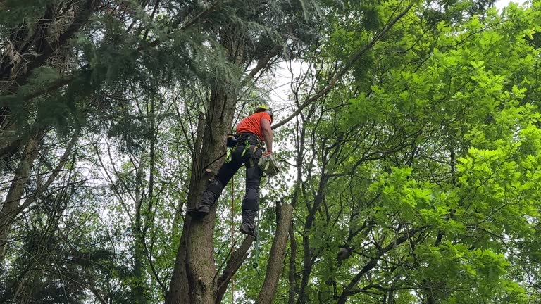 Lawn Watering Services in Johns Creek, GA
