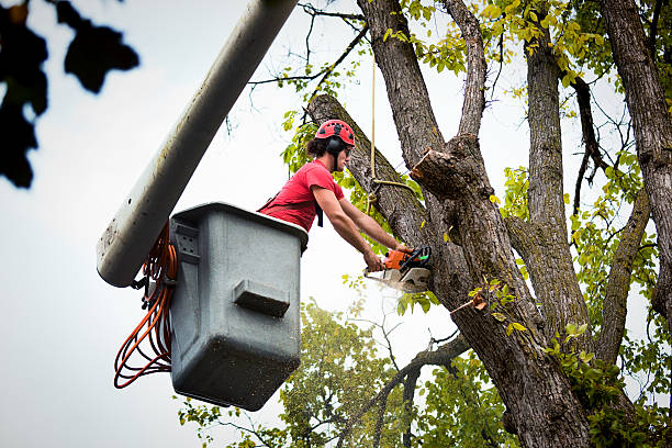 Best Utility Line Clearance  in Johns Creek, GA