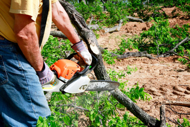 Best Root Management and Removal  in Johns Creek, GA