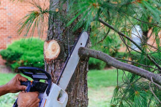 Best Hazardous Tree Removal  in Johns Creek, GA